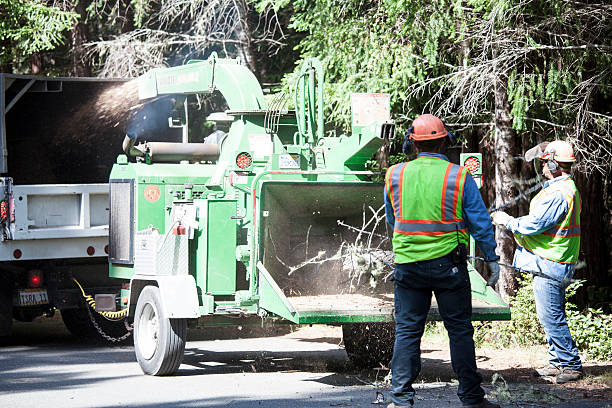 Best Utility Line Clearance  in Los Gatos, CA